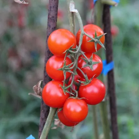 Ca Na Menga-3